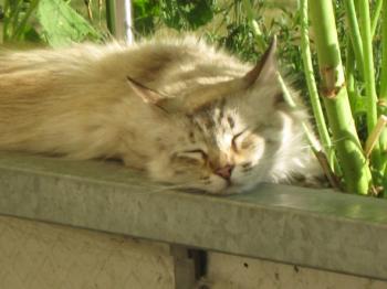 s Bild von Samantha
