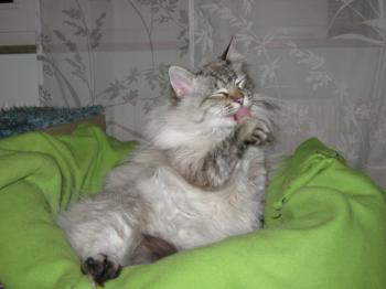 s Bild von Samantha