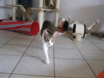 h Bild von Hansel