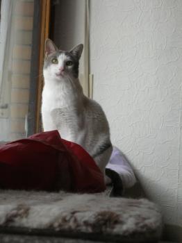 p Bild von Pocholo