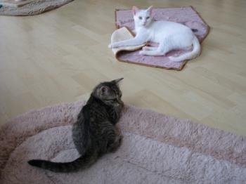 b Bild von Blanquito