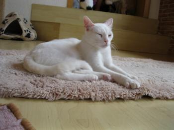 b Bild von Blanquito