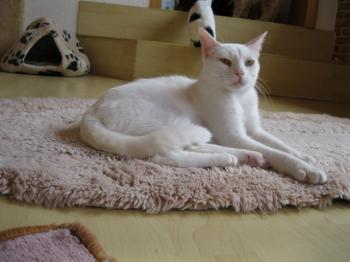 b Bild von Blanquito
