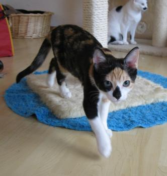d Bild von Daisy