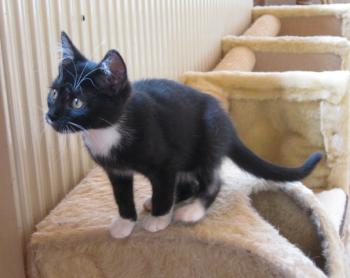 b Bild von Bijou