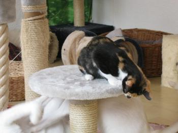 d Bild von Daisy
