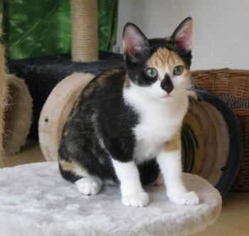 d Bild von Daisy