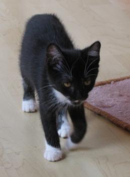 b Bild von Bijou