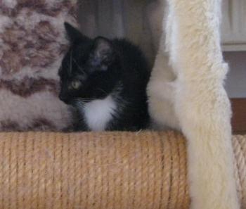 b Bild von Bijou