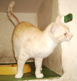 Guapa Bild von Guapa