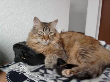 l Bild von Lince