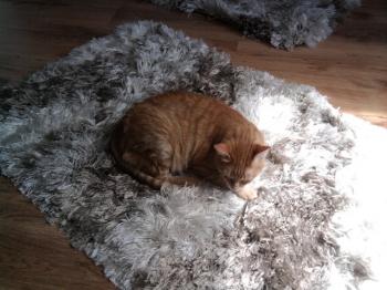 l Bild von Lissy