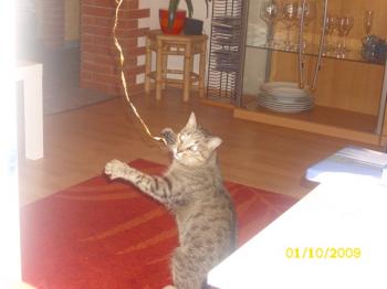 t Bild von Tanit
