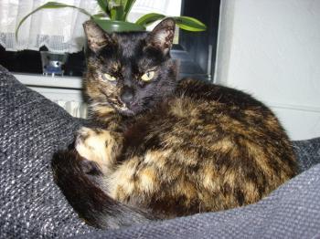 b Bild von Brujita