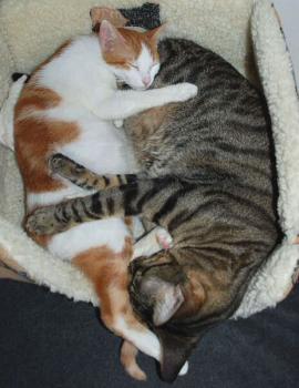 Biba und Freund Bild von Biba