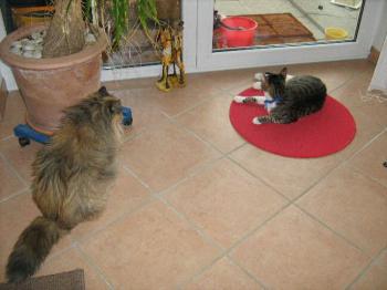 Croqueto Bild von Croqueto