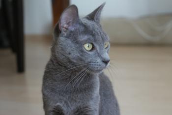 r Bild von Rainiero