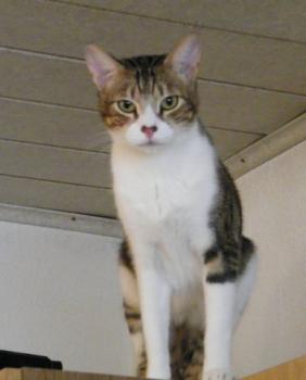 h Bild von Hansel