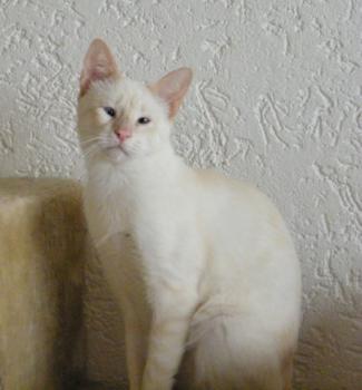 c Bild von Cashew