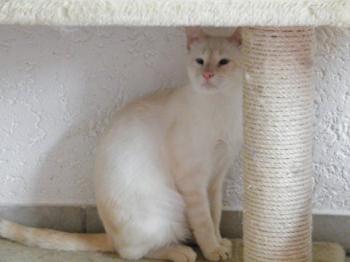 c Bild von Cashew