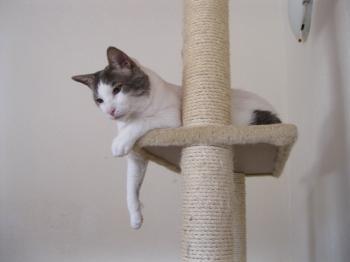 p Bild von Pocholo