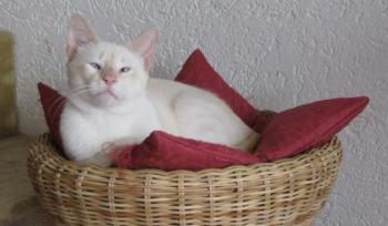 c Bild von Cashew