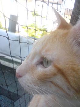 r Bild von Ros
