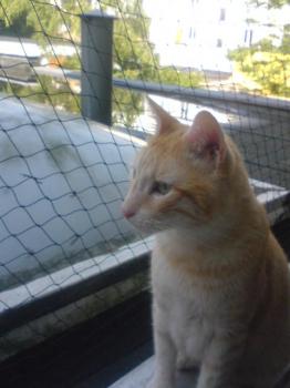 r Bild von Ros