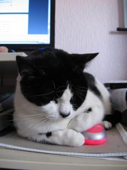 n Bild von Nita
