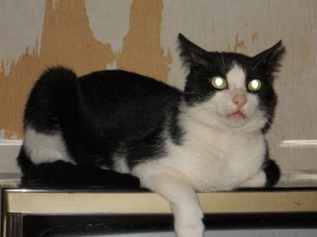 g Bild von Gomero
