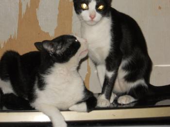g Bild von Gomero