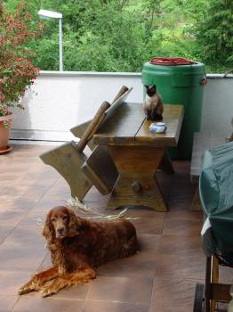 Bild von Mini