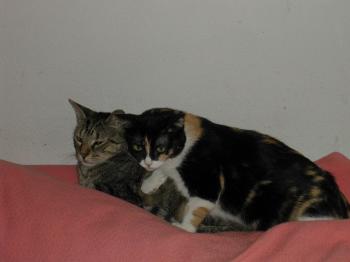 Bild von Ananda