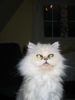 Chini Bild von Chini