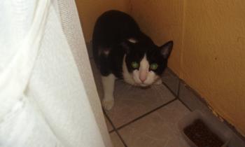 Pitus Bild von Pitus