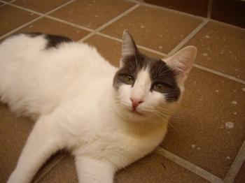 c Bild von Comino