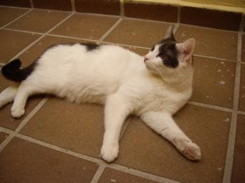 c Bild von Comino