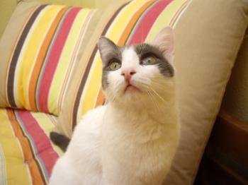 c Bild von Comino