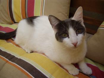 c Bild von Comino