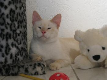 v Bild von Cashew