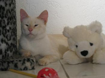 v Bild von Cashew