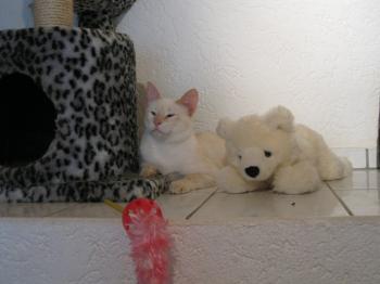 c Bild von Cashew