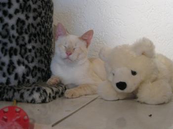 c Bild von Cashew