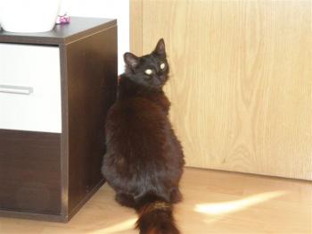 Isis Bild von Isis