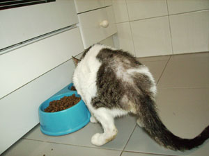 Carinoso Bild von Carinoso