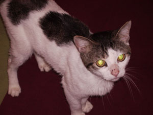Carinoso Bild von Carinoso