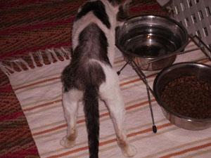 Carinoso Bild von Carinoso