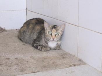 o Bild von Silwa