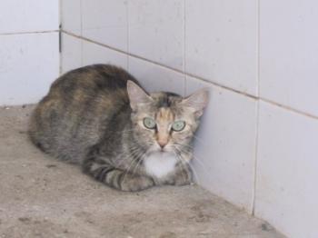 o Bild von Silwa