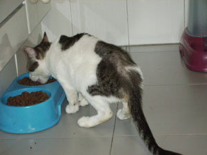 Carinoso Bild von Carinoso